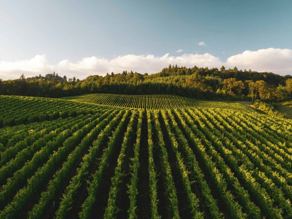 Picturesque View of Vineyard