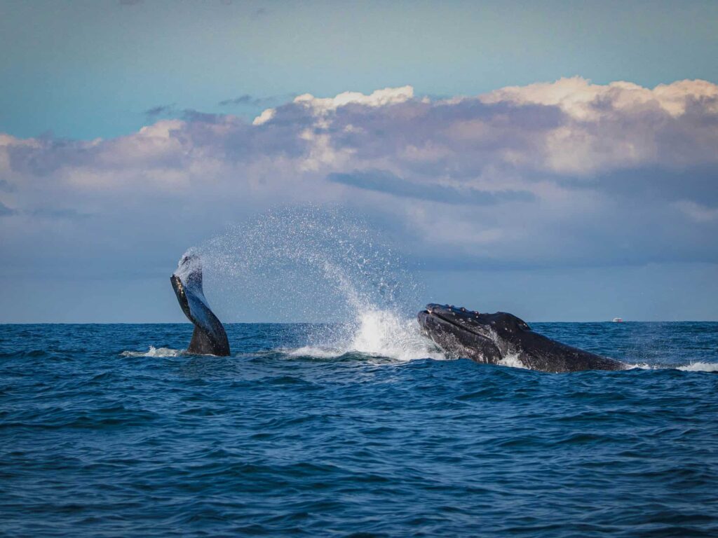 West Cost and Alaskan Whale Watching